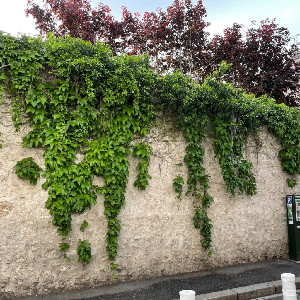 vigne vierge mur