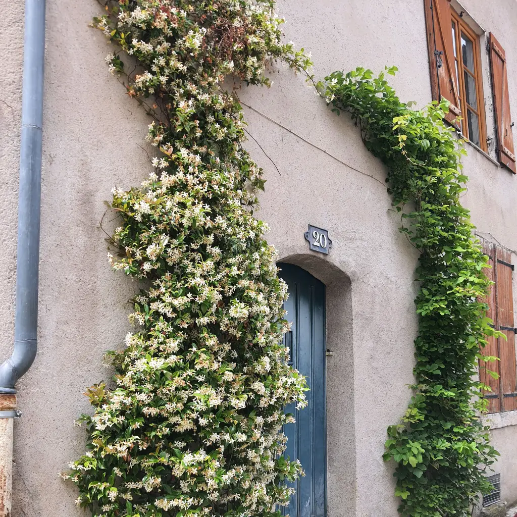 Plantes grimpantes conduites sur une façade