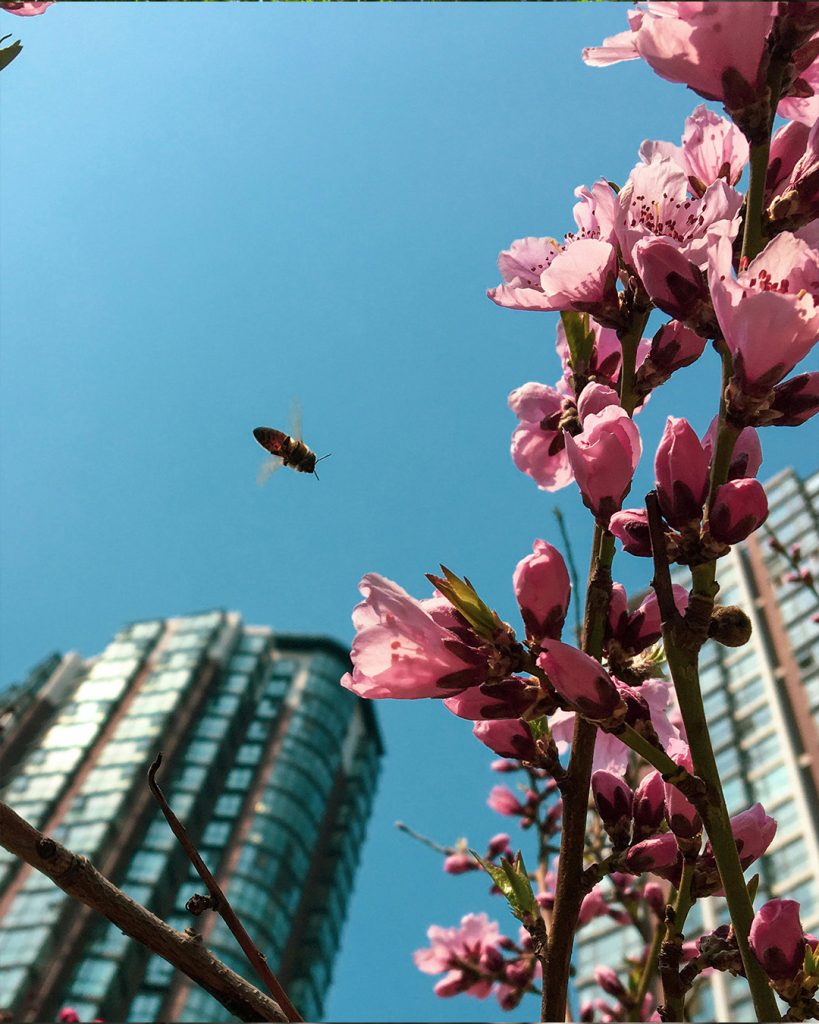Biodiversité urbaine - Pollinisateurs