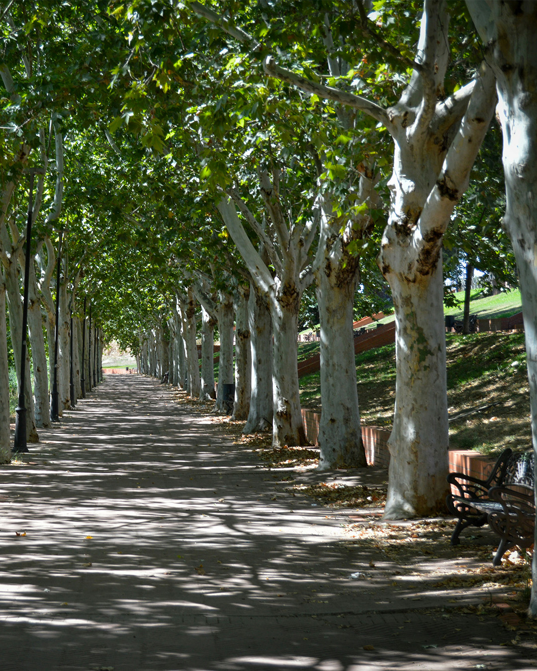 Standardisation-palette Biodiversité urbaine