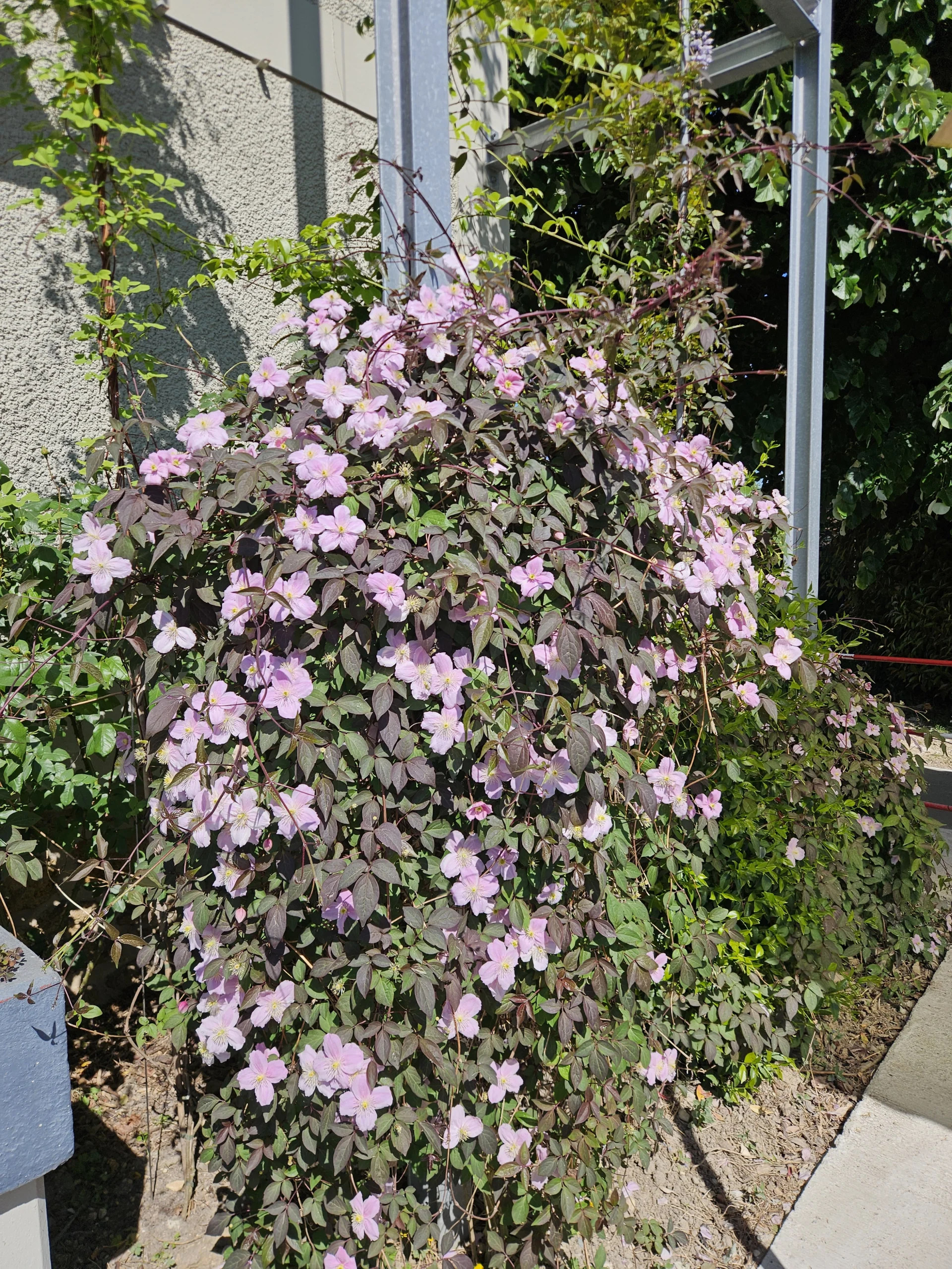 Clematite-montana-site-motul