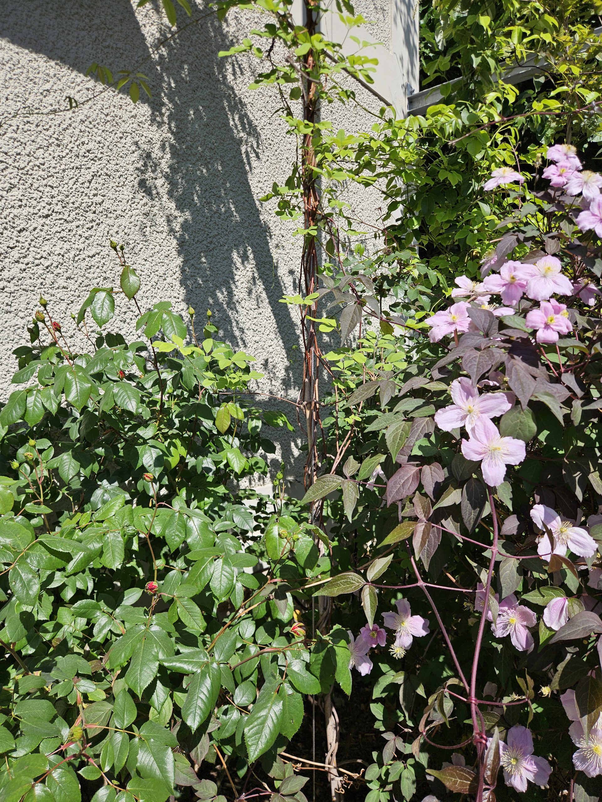 Grimpantes-site-Motul