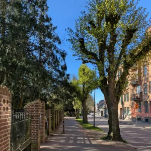 arbre végétalisation urbaine