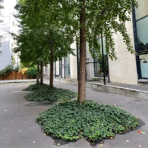 couvre sol végétalisation urbaine