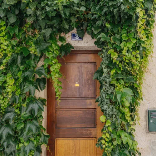 façade végétalisée pour rafraîchir un bâtiment
